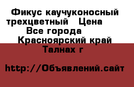 Фикус каучуконосный трехцветный › Цена ­ 500 - Все города  »    . Красноярский край,Талнах г.